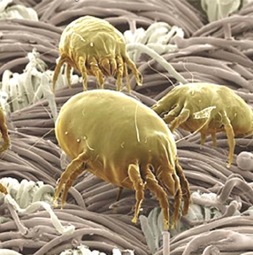 Αλλεργιογόνα ακάρεα (Dust-mites)