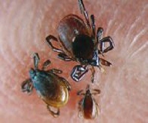 Ενοχλητικά έντομα - Επώδυνα τσιμπήματα