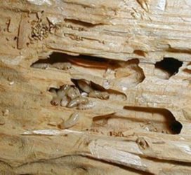 Τερμίτες ξύλου, καταπολέμηση