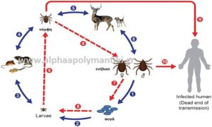 Επιπτώσεις από τα τσιμπούρια