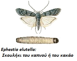 Ephestia elutella, Σκουλήκι του καπνού ή του κακάο