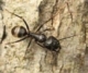 μυρμηγκιά ξύλου