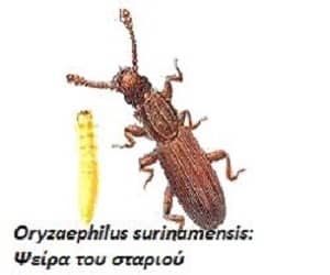 Oryzaephilus surinamensis