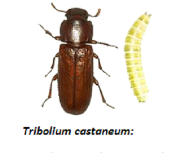 Tribolium castaneum