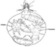 Acarophenax tribollii, άκαρι