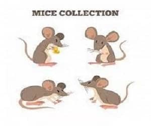 είδη ποντικών