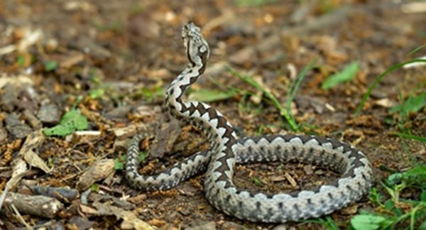 Φίδια την Άνοιξη