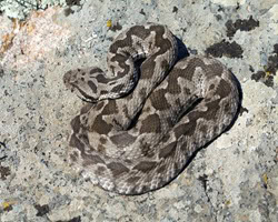 φίδια την Άνοιξη