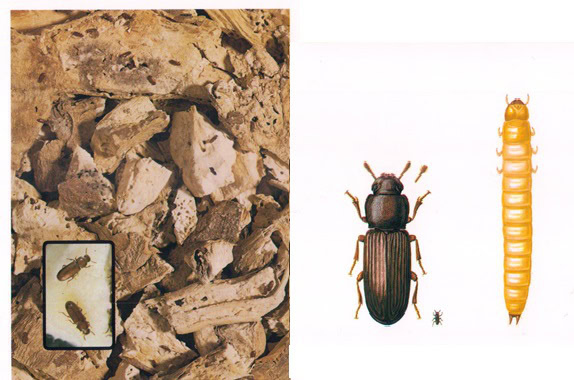 Tribolium confusum